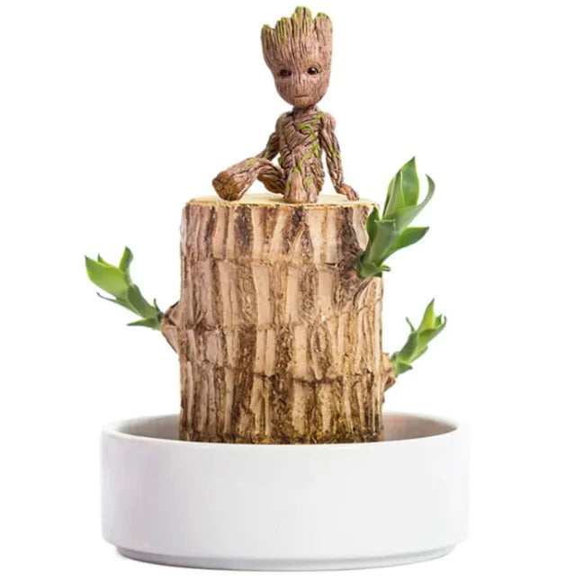 Lucky Wood Stump Desktop Potted Brazilian Wood